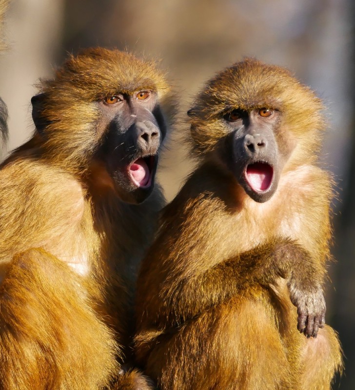 Create meme: monkey zoo, a herd of monkeys, two monkeys