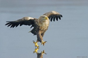 Создать мем: bird, забавные птицы, летящей походкой