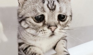 Create meme: the saddest cat, the saddest cat in the world, sad cat pictures
