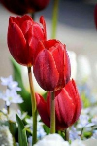 Create meme: Tanya, tulips photo closeup, Tulip first star