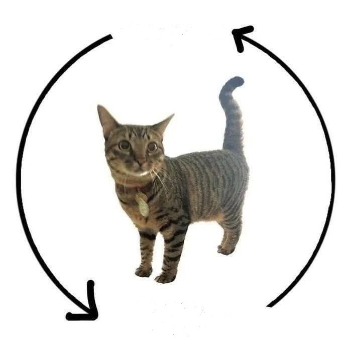 Create meme: the European Shorthair, toyger cat, cat cat