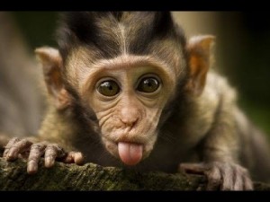 Create meme: animals, mood, funny monkey