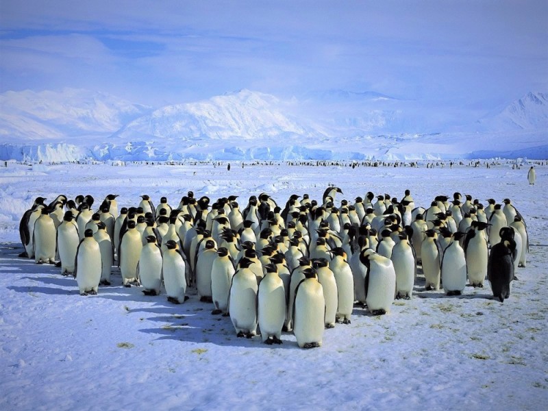 Create meme: Emperor penguin , antarctica animals, penguins in Antarctica