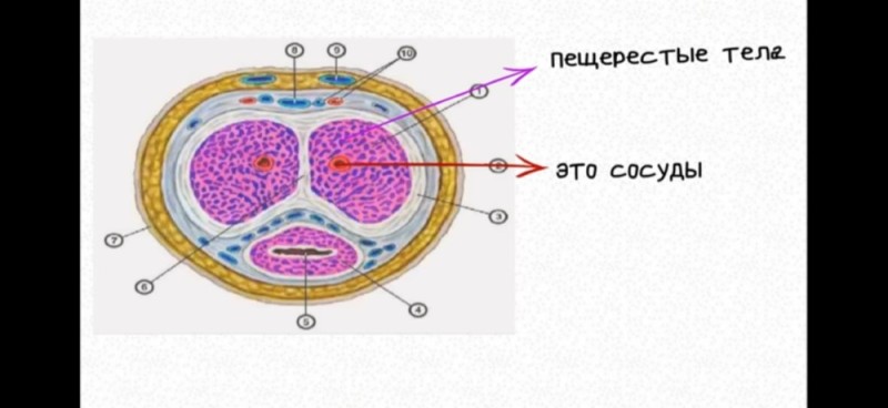 Create meme: the cavernous body, the structure of cavernous bodies, cross section