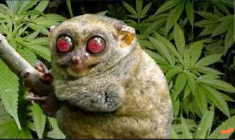 Create meme: tarsier , lemur tarsier, drug-addicted animals