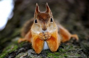 Create meme: funny little creatures, squirrel, animals