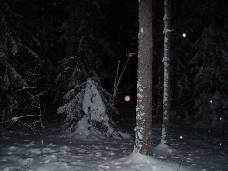 Create meme: in the winter forest, winter forest at night, the forest is real at night in winter