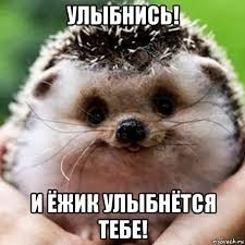 Create meme: smiling hedgehog, cute hedgehog, good morning hedgehog