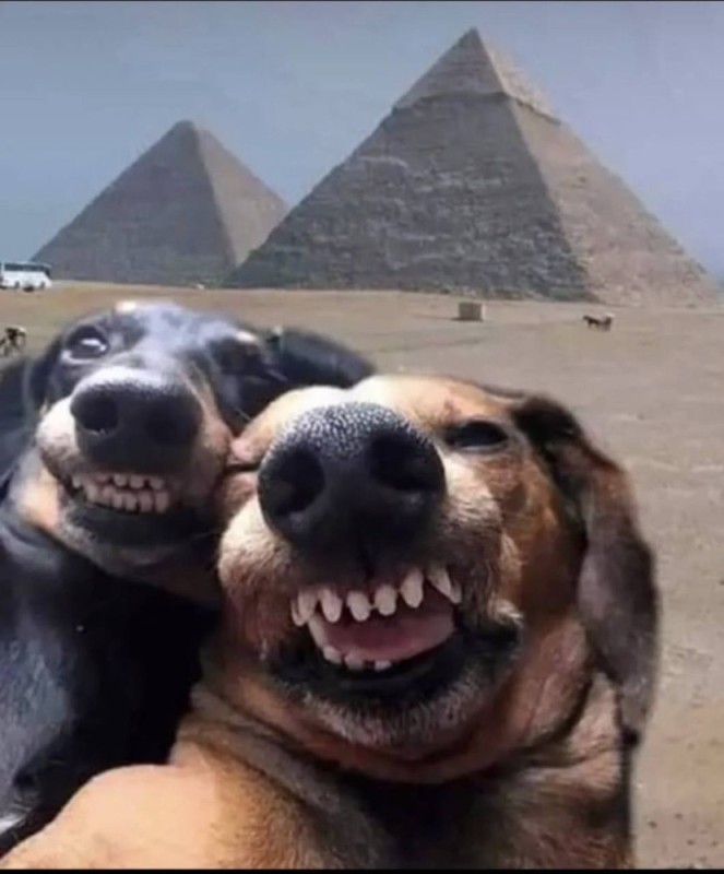 Создать мем: улыбающаяся собака, две собаки в египте, собака смешная