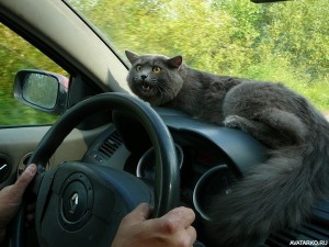 Create meme: cats, the cat behind the wheel, the cat on the dashboard of the car