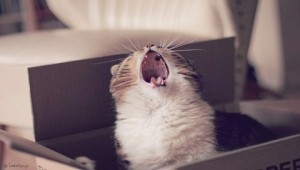 Создать мем: котэ, орущий кот, зевающие коты
