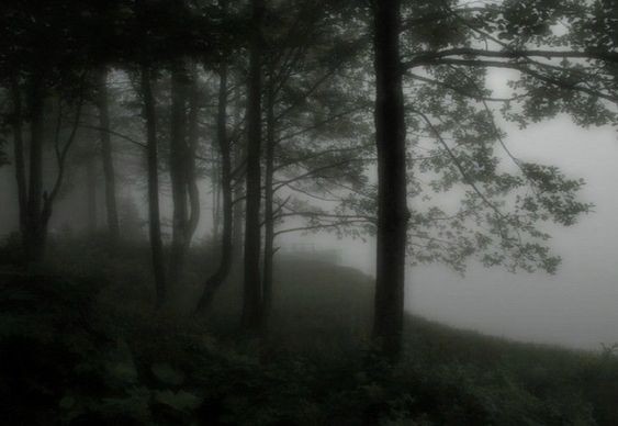 Создать мем: природа туман, лес мрачный, туман в лесу