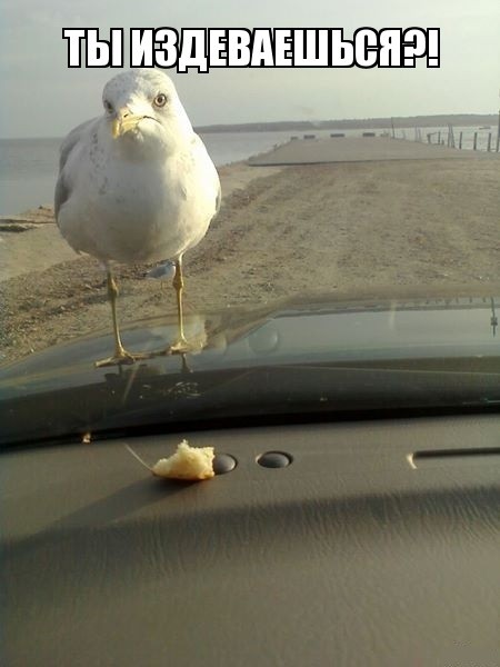 Create meme: Seagull meme, impudent seagull, Seagull funny