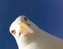 Create meme: surprised Seagull, Seagull, Seagull