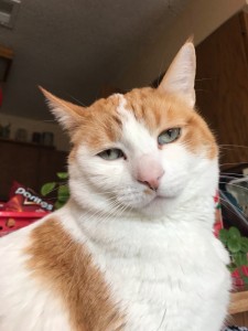 Создать мем: рыже белый котенок, кот взгляд, orange cat