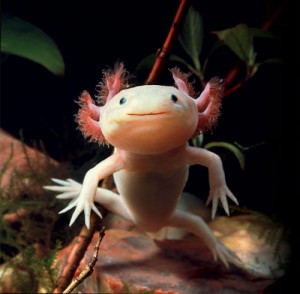 Create meme: The axolotl 