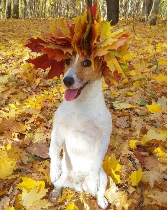 Создать мем: собака осень, осень приколы, собака джек рассел