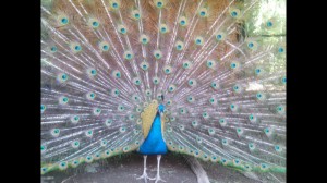 Create meme: the peacock's tail, peacock, peacock bird