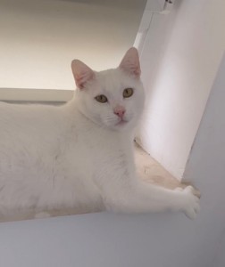 Создать мем: белый гладкошерстный кот, кошка, кошка порода турецкая ангора и турецкий ван