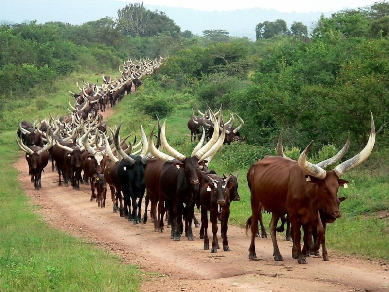 Create meme: cattle, shift workers are returning home, a shift worker with horns