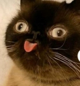 Create meme: cat