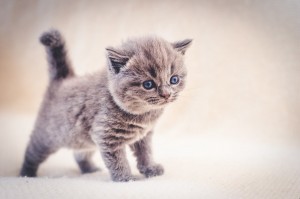 Create meme: cute cats, cute kittens, British Shorthair kittens