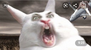 Create meme: funny cats, funny cats, screaming rabbit meme