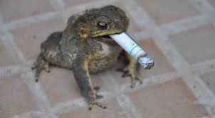 Создать мем: приколы юмор, серая жаба, лягушка курит