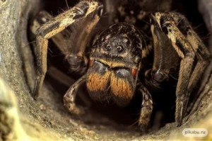 Создать мем: страшные пауки, южнорусский тарантул нора, тарантул паук самка