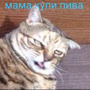 Create meme: stupid cat, cat, bad cat photo