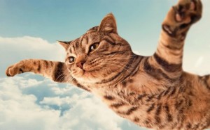 Создать мем: кошки, кот в полете картинки, летающие коты