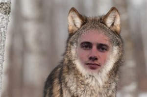 Создать мем: gray wolf, волк, волк анфас