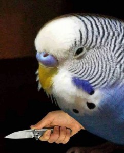 Create meme: budgie, wavy parrot