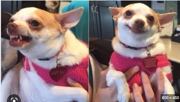 Create meme: Chihuahua meme, Chihuahua dog, Chihuahua smiles