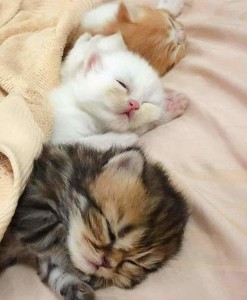 Create meme: a night of sweet dreams, sleeping cat, sweet dreams kitten