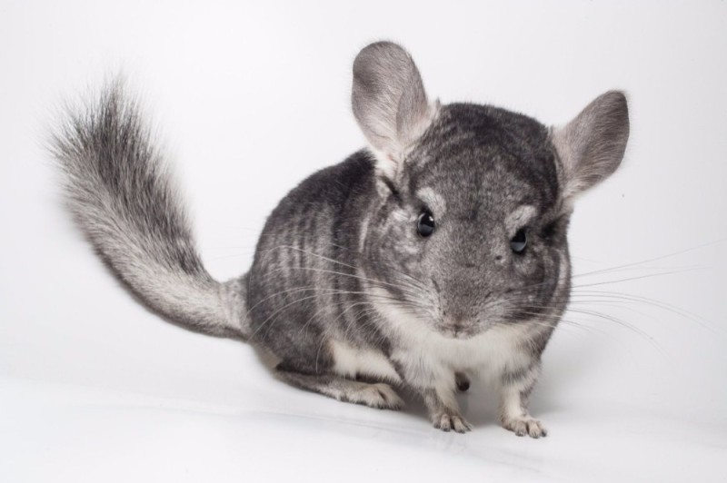 Create meme: chinchilla , chinchilla standard, chinchilla rabbit