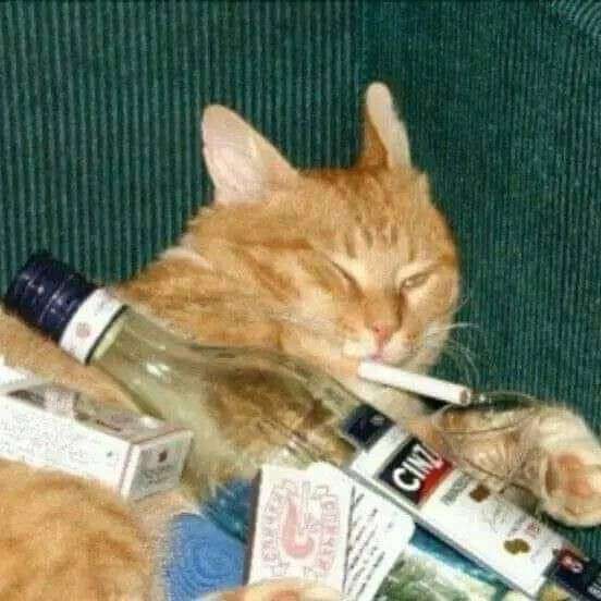 Create meme: drunk cat , cat with a cigarette, cat with a cigar