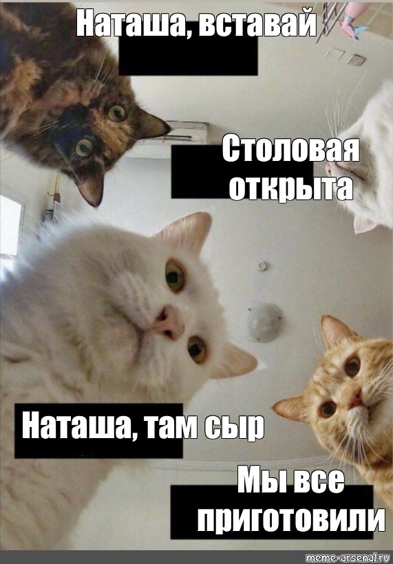 4 утра наташ вставай. Коты из мемов ВК. Мемы с котами про Россию. Наташа вставай мы все уронили.