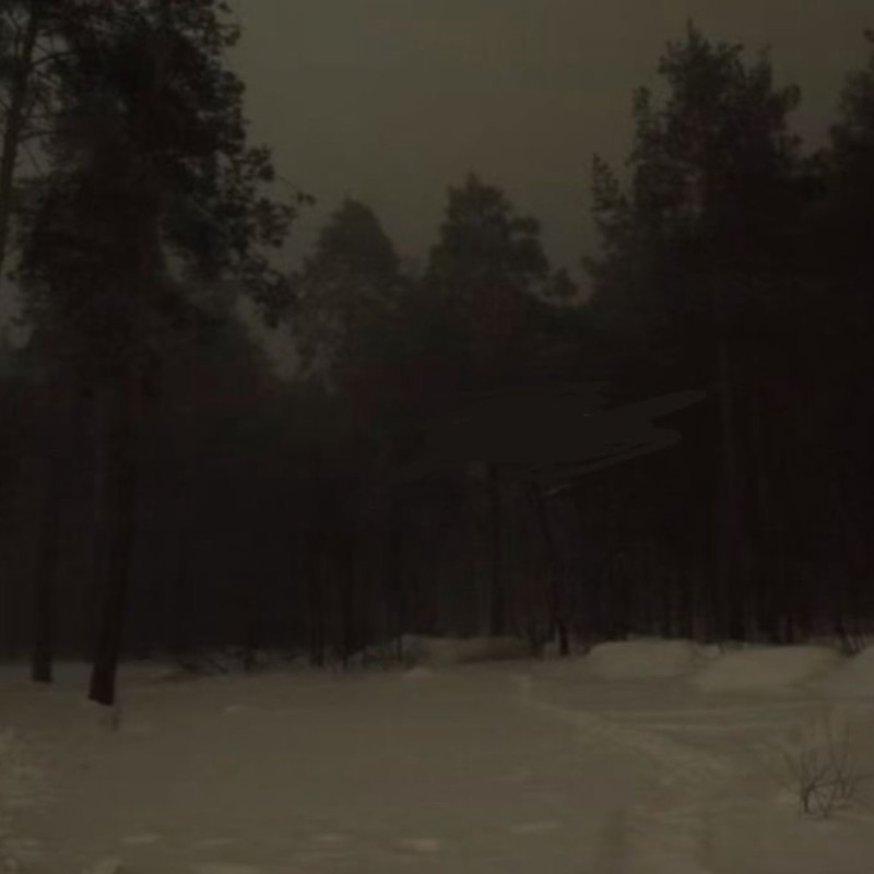 Создать мем: ночью в лесу, мрачный зимний лес, лес мрачный