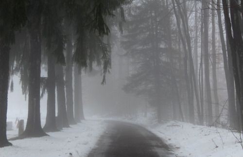 Создать мем: пасмурный зимний лес, дорога туман, туман в лесу