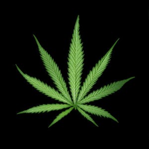 Create meme: pictures of hemp on the phone, cannabis leaf, marijuana background