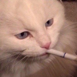 Создать мем: с сигаретой мем, кот курит в шоке, мем кот белый