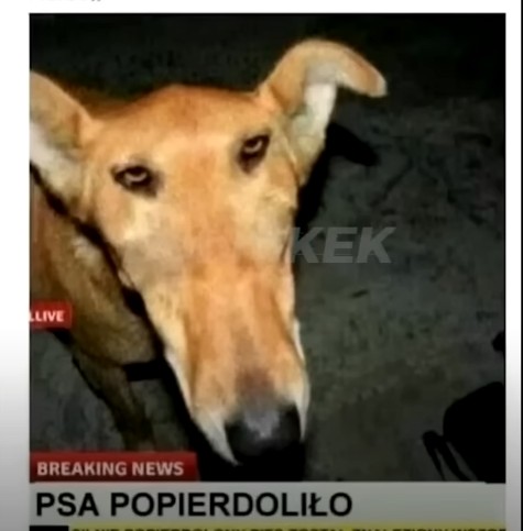 Создать мем: упоротая собака, psa popierdolilo оригинал, psa popierdolilo