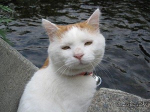 Create meme: srty white cat, cat, sad demotivator