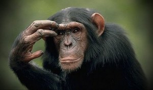Create meme: chimpanzees common, monkey thinks, chimpanzee