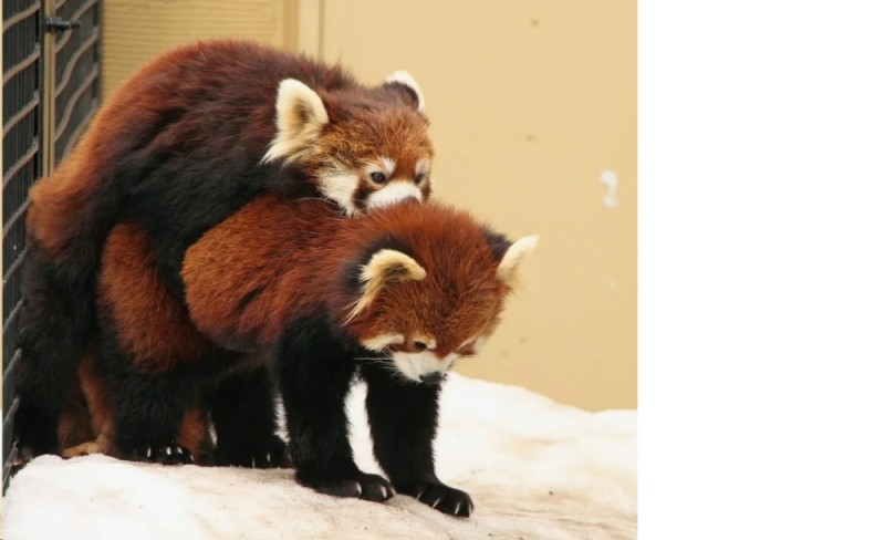 Create meme: red Panda , red raccoon panda, red Panda cub