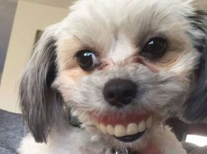Create meme: dogs, dog with false teeth, dog