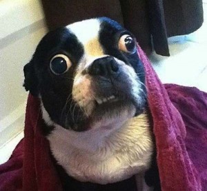 Create meme: dog funny with wide eyes, dog with bulging eyes, carbon dog