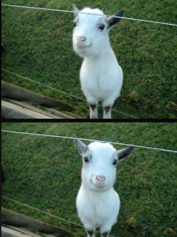 Create meme: goat goat kid, kid meme, the goat meme