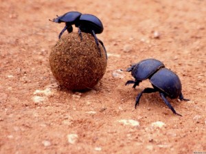 Create meme: dung beetle, the scarab, the beetle beetle scarab